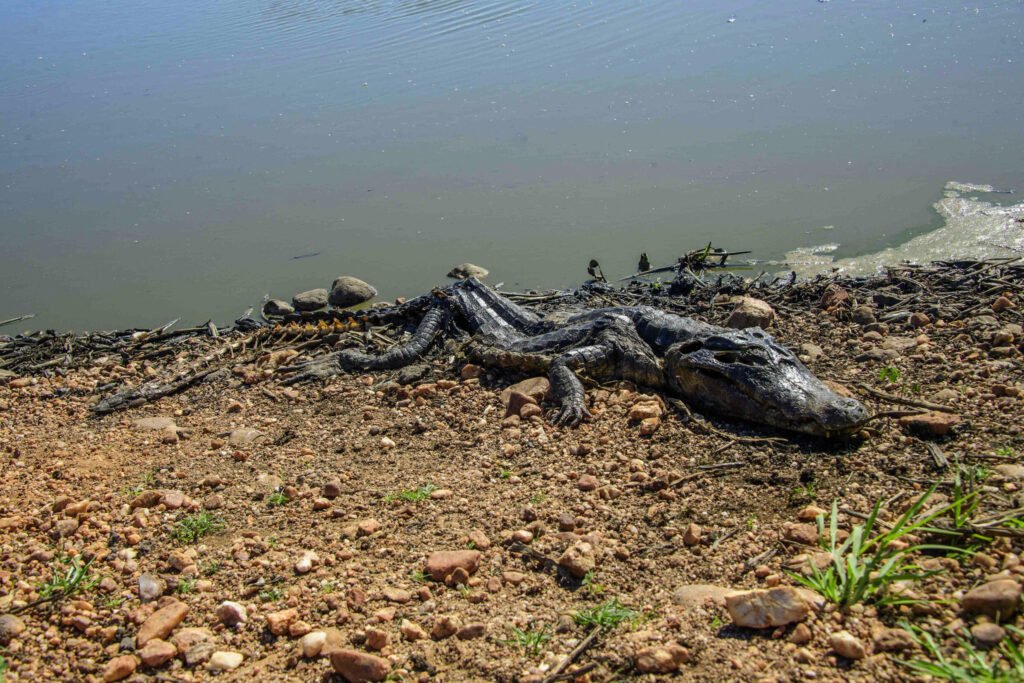 Incendios Fuera De Control Ponen En Peligro La Fauna En El Pantanal