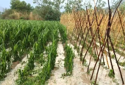 Foto fuente: El Deber Foto: granizada en sembradíos en Tarija.