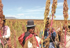 Foto fuente: Quinua Bolivia Foto: Los productores de quinua.